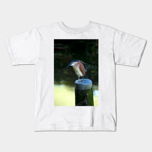 Rufous Night Heron Kids T-Shirt by GP1746